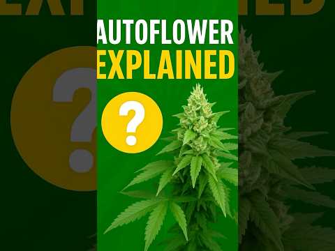Autoflowers Changed Cannabis Forever. An Educational Video