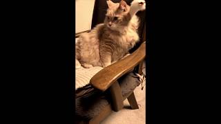 【at ease】CAT watching