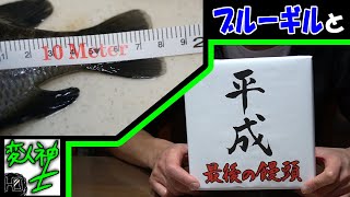 【平成最後】ブルーギルとまんじゅう【変人紳士】