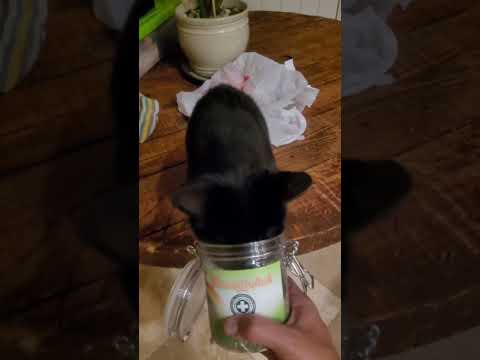 UNUSUAL MEMES COMPILATION V24