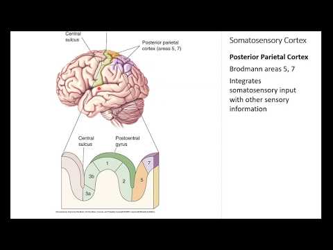 OSSM Neuro Chapter 12 - Somatosensory Cortex