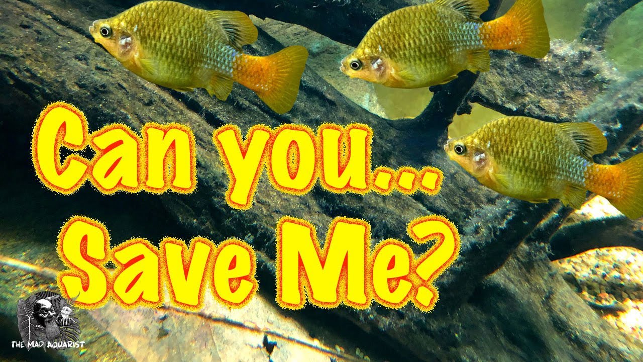 Species spotlight on Xenotoca lyonsi 'Rio Tamazula', the red fin split tail Goodeid