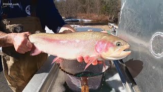 DEEP stocking trout in Connecticut