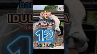Download lagu 12 HARI LAGI MENUJU HARI RAYA IDUL ADHA 1446 H #shorts #trending #shortvideo #short #viralvideo #fyp mp3 Download lagu 12 HARI LAGI MENUJU HARI RAYA IDUL ADHA 1446 H #shorts #trending #shortvideo #short #viralvideo #fyp mp3