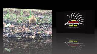 #AmazingGrace  Hedgehog Challenge Fact 26