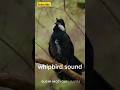 whipbird call: nature’s perfect symphony! #shorts #sound