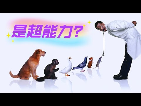 怪医杜立德