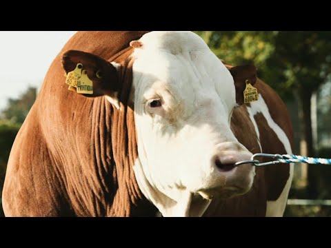 , title : 'Sapi Simmental Swiss || Cow Videos'