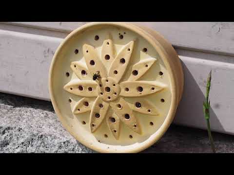 Denk Wildbienenhaus Blume