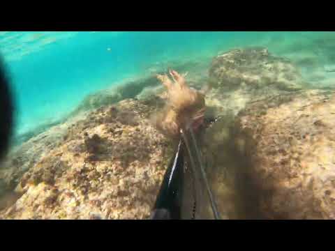 Pescasub ⚠️⚠️ COPPIA DI grosse SEPPIE in pochi cm d acqua CON 2 fucili sparati insieme