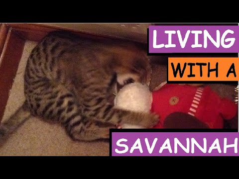 LIVING WITH AN F4 SAVANNAH CAT: Savannah cats try not to laugh [2020]