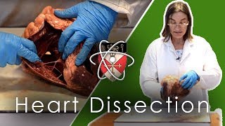 Ox Heart Dissection