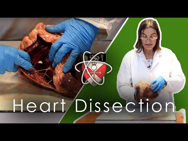 Ox Heart Dissection