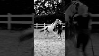 Realität. Wenn das Kinderpony doch anders nach dem Kauf ist. #pferde #shortsfeed #horse #equestrian