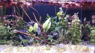 Trying a Walstad Method Aquascape | No Filter. No Co2. No Ferts.
