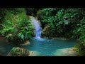 Soothing Forest Sounds Gentle Running Water And Chirping Birds To Help You Unwind And Sleep Better
