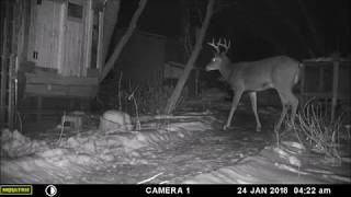 Cautious Big Buck By The Chicken Coop