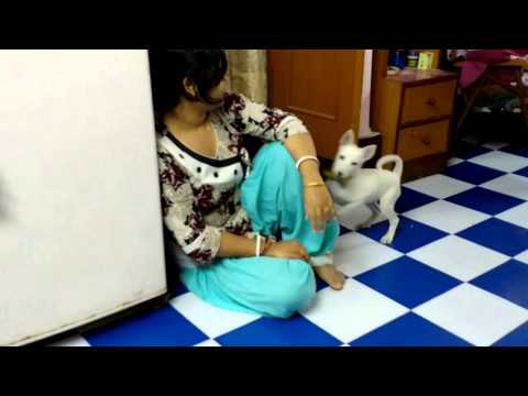 Jelous puppy Tuffy...