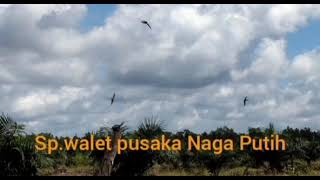 Download lagu Sp.Pusaka walet Naga Putih mp3 Download lagu Sp.Pusaka walet Naga Putih mp3