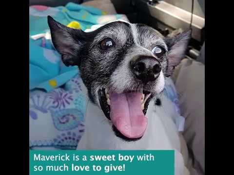Maverick, an adopted Rat Terrier in Vancouver, BC_image-1