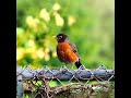 American Robin Soft Call Sound - #shorts