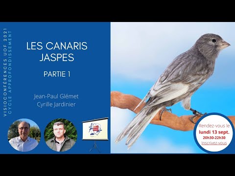 , title : 'Les canaris jaspes - Visio'UOF 13'