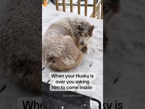 #funnydogs#cute#doglover#doglife#cure#dogshorts#pet#doglife#dogshorts