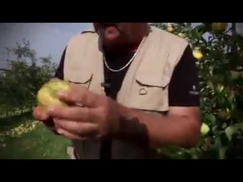 LA MAFIA DELLE MELE IN ITALIA