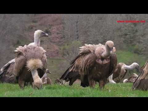 Buitre común ( Gyps fulvus ) Griffon Vulture