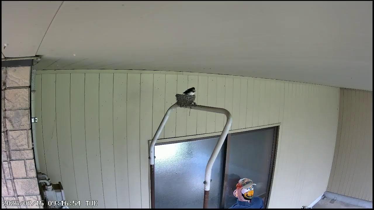 ツバメライブ(８日目)