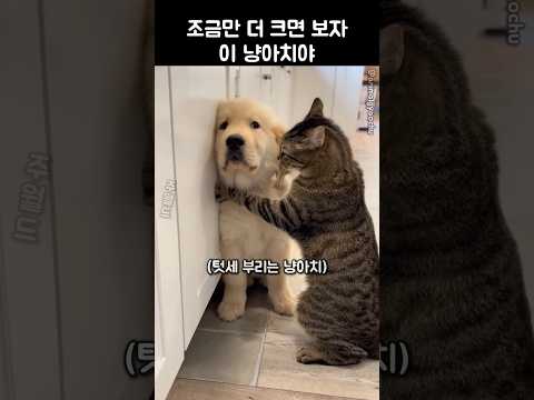 조금만 더 크면 보자 이 냥아치야