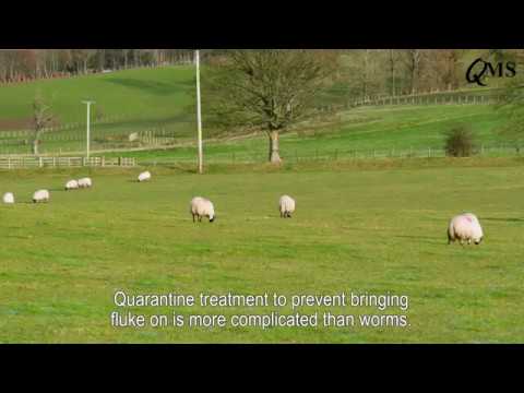 Controlling Liver Fluke in Sheep