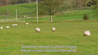 Controlling Liver Fluke in Sheep