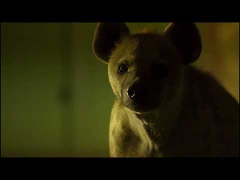 Planet Earth 2 [2016] - Spotted Hyenas Screen Time