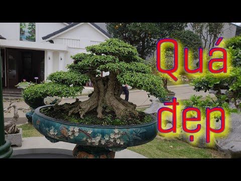 SH.5694. The more you look, the more you admire the beautiful Mai chieu thuy tree in Dung Troc's ...