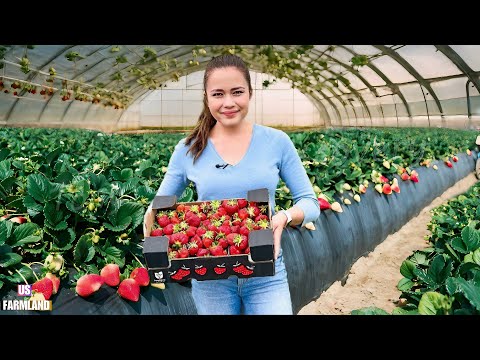How California Farmers Grow Billions of Strawberries - Strawberry Harvesting and processing
