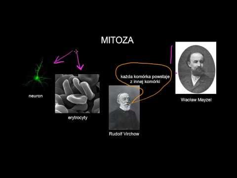 mitoza andkon mitoza andkon