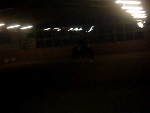 Feine Dame v. Florestan I (3)