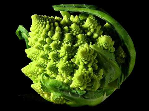 Studio frendo - mali ducan