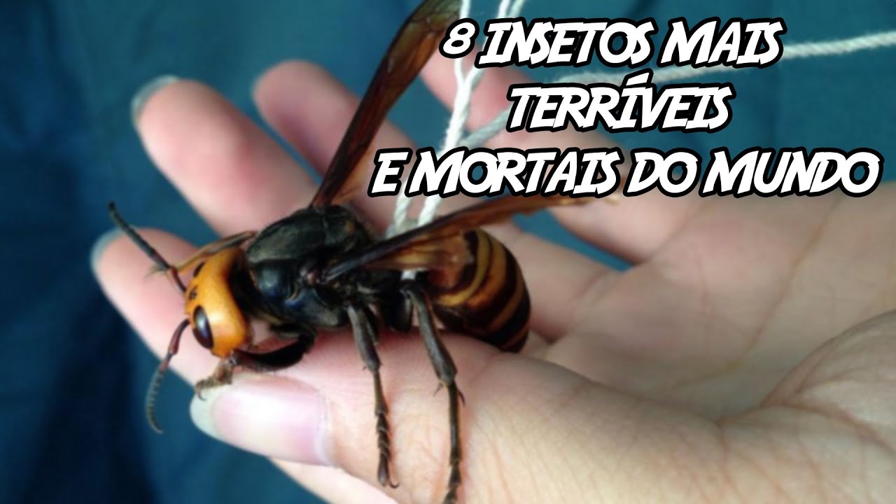 8 Insetos mais Terríveis e Mortais do mundo