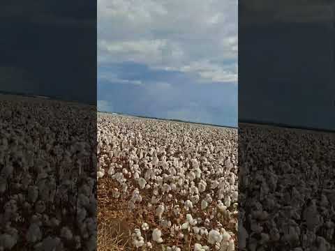 #rondonia #agriculture #brasil #vilhena #agro
