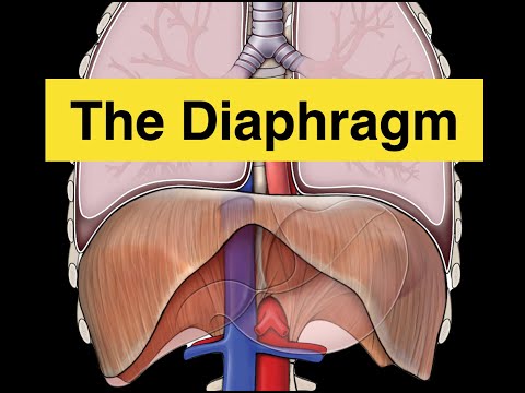 The Diaphragm