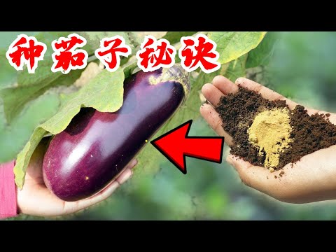 , title : '种茄子 茄子高产翻倍种植技巧  手把手分享茄子种植全过程 最详细讲解视频 Best Video on How to Grow Eggplants Easy Complete Growing Guide'