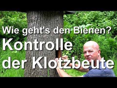 May: How are the bees doing? Checking the log hive - Log hives hollow oak trunk - Zeidlerei