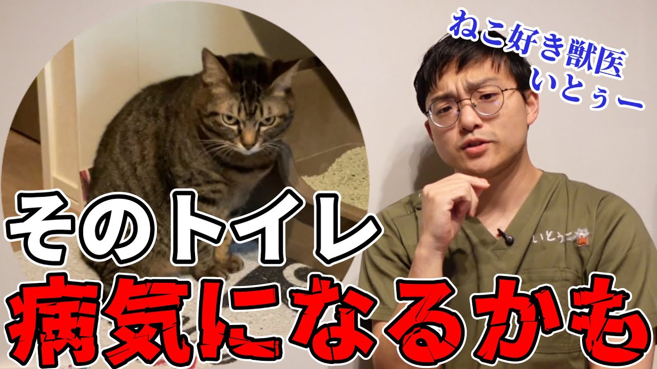 あなたの猫トイレ環境危険かも！？猫が病気になるNGトイレを獣医が解説