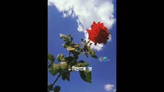 Motoliya 2.0 || Assamese status video_-_Sannidhya Bhuyan.#motoliya