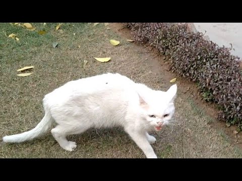 Aggressive White Cat Is Angry With Other Cat Her Behavior Changed Suddenly