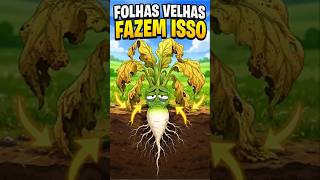 CUIDADO FOLHAS VELHAS PREJUDICA A PLANTA