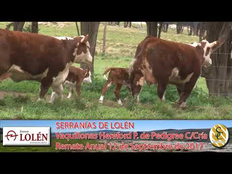 06-09-17 Vaquillonas Hereford C/Cría. P.P. - Dia de Campo Cabaña Lolén - C. Suarez