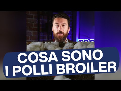 Cosa sono i polli broiler (e perché sono finiti in parlamento)